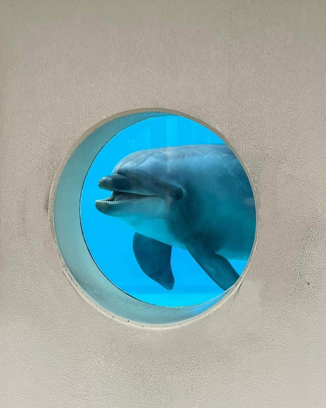 地頭江 音々さんのインスタグラム写真 - (地頭江 音々Instagram)「にこにこいるか🐬」8月20日 16時03分 - jitoe_nene