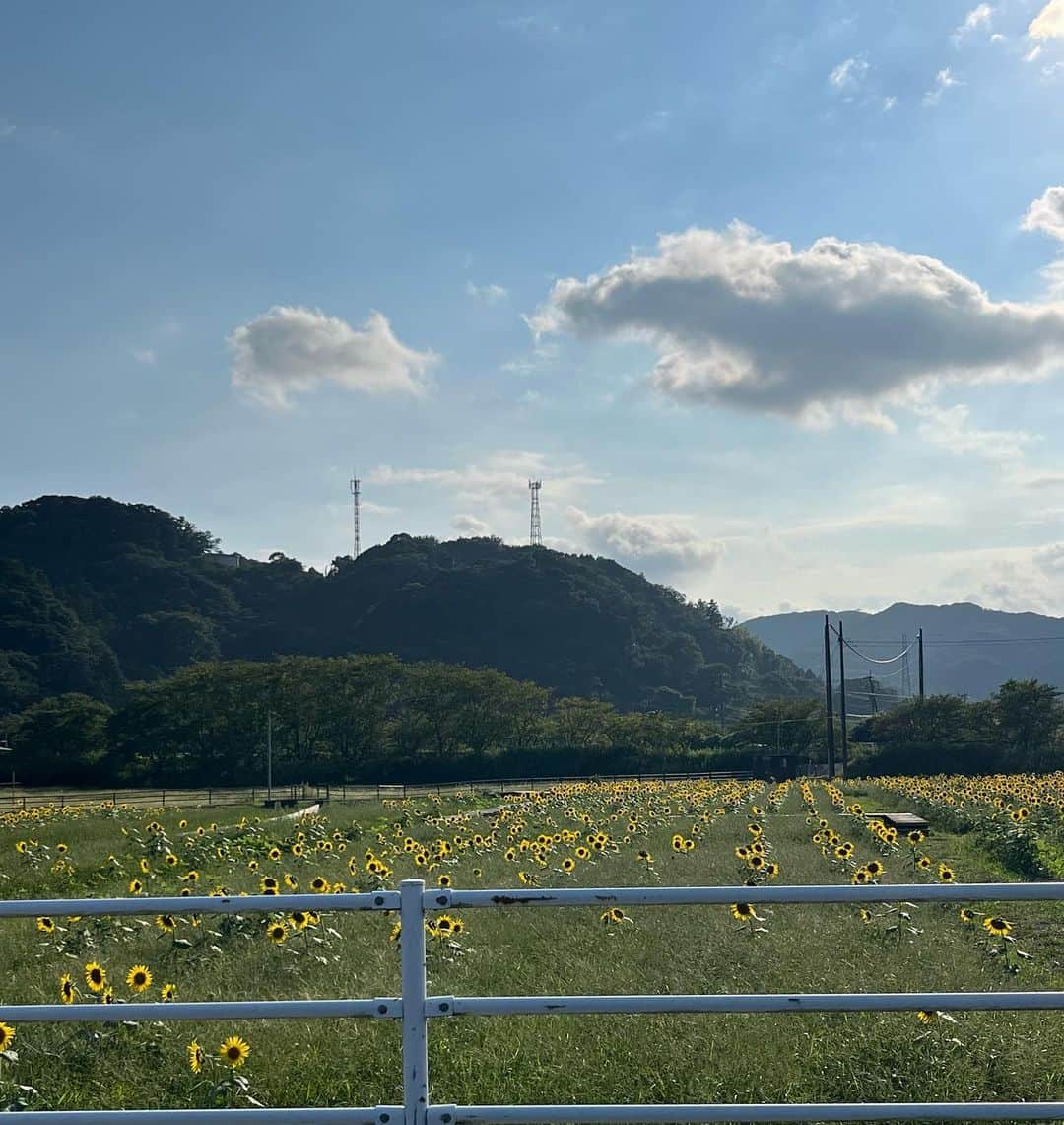 東海林クレア（くれたん）のインスタグラム：「向日葵🌻」