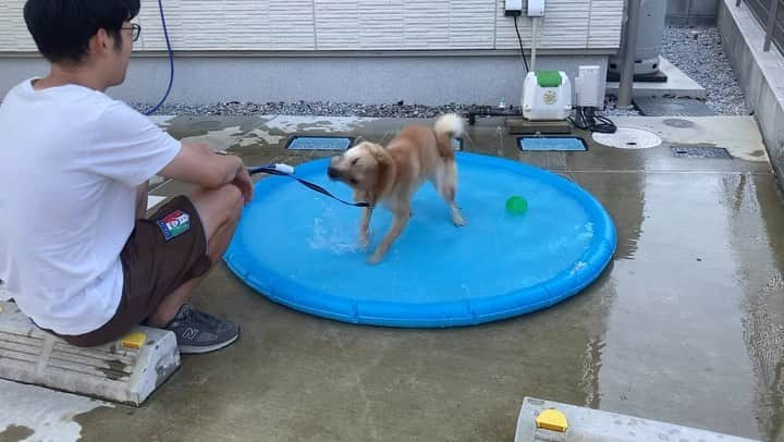 ねりお弘晃のインスタグラム：「⠀ ⠀ 皆さんいかがお過ごしでしょうか🐶🔴  今回は垂れ流し清涼感をお届けします🎐  最初ビビってましたが途中からヒャッホイしてました🐶  #山陰柴犬 #柴犬 #shibainu #小田原 #箱根 #水遊び」