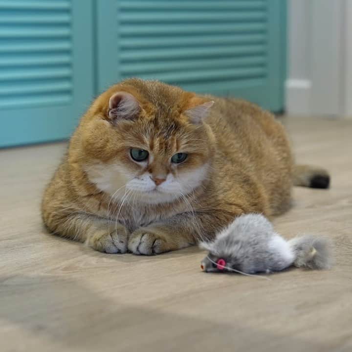 Hosicoのインスタグラム：「Mice are not real! 🐭」