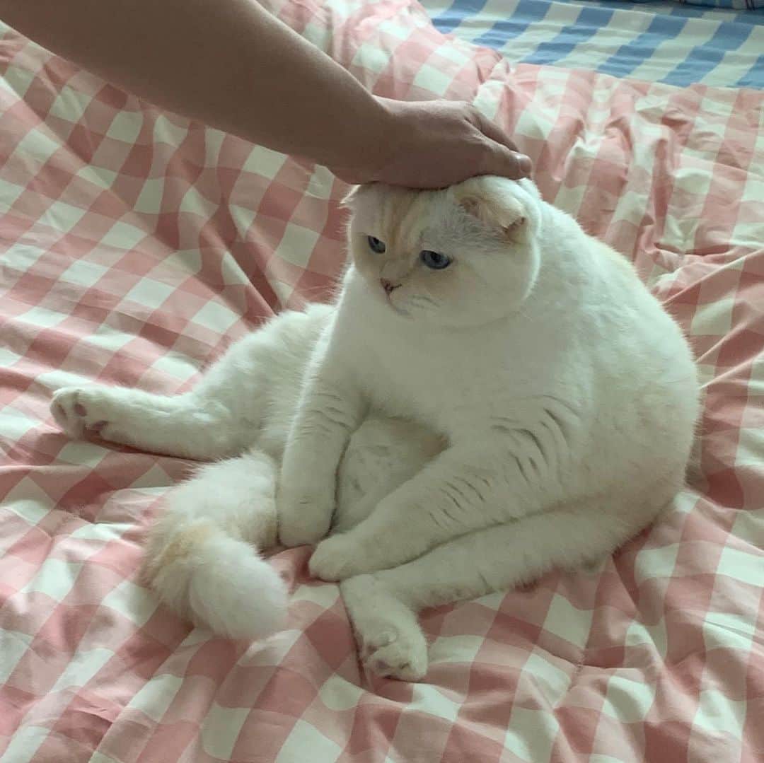 SoonMooさんのインスタグラム写真 - (SoonMooInstagram)「순무 착하지~💙  #순무 #SoonMoo」8月20日 17時58分 - soonmoo_cat
