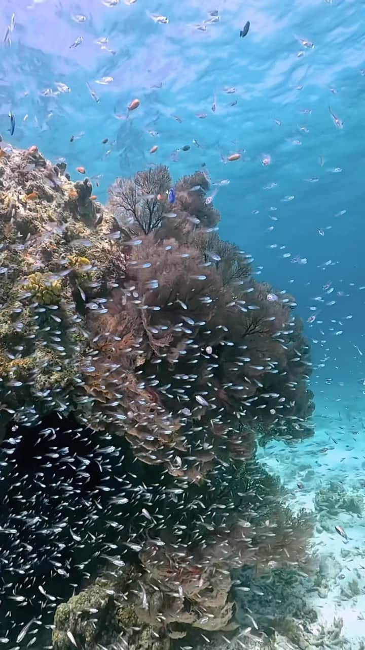 Syuuichi Yamadaのインスタグラム：「🎥 スカテンの乱舞🐠🪸黒島の美しい海 📷 @goprojp @goprojp  📍Kuro island 🚤 @undouya_ishigaki_kuroshima  #沖縄#沖縄旅行##八重山#シュノーケル#오키나와 #visitokinawa#okinawa#beokinawa #nature#visitjapanjp @jta_okinawa @natgeotravel @visitjapanjp @visitokinawajapan @oceansnation」