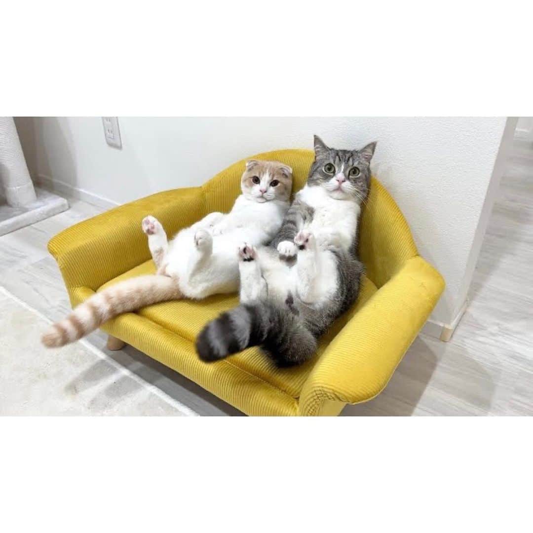 もちまるさんのインスタグラム写真 - (もちまるInstagram)「専用ソファをもらった猫たち」8月20日 18時03分 - catmotimaru