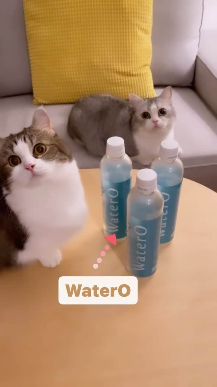 くれ?ぱと?もあ?あねのインスタグラム：「@watero_official さんより嬉しいお知らせ📢  物価が上がり日々の生活費もどんどんあがっている中で、WaterOさんってばなんて太っ腹なのでしょう！ 8月より定期コースの価格がお安くなりました😳  定期6本セット 4,858円（8%off）現状維持  定期12本セット 現在9,610円（9%off） →新価格 9,293円（12%off）✨  定期24本セット 現在 19,008円（10%off） → 新価格 17,952円（15%off）✨  定期48本セット 現在 37,170円（12%off） → 新価格 33,792円（20%off）✨  定期購入にすると「送料無料」✨ 配送頻度も1ヶ月に1回、2ヶ月に1回、 3ヶ月に1回から選べます📦  WaterOはミネラルフリーで腎臓に優しく、開栓後でも64ケ月酸素が抜けない物質特許を取得している酸素水です。 ゴクゴク飲むことで健康を維持しキレイな被毛ケアのサポートにも繋がります♾️  気になる方はこの機会にぜひチェックしてみてくださいね☑️  #watero #ウォテロ #酸素補給水  #全てのペットが健康に暮らせる社会」