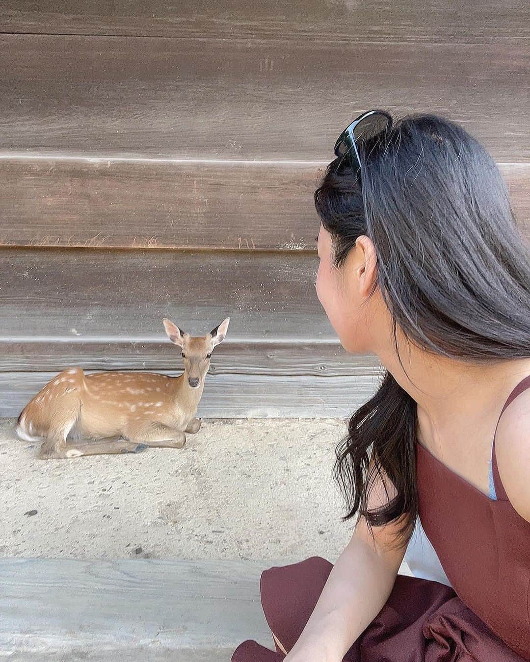 MAIさんのインスタグラム写真 - (MAIInstagram)「カメラ目線の 子鹿ちゃんと🦌  中学ぶりに 奈良の東大寺にお邪魔しましたが いやぁ、年取ると物の見方は変わるわねぇ。  #奈良　#鹿　#東大寺」8月20日 19時20分 - maimaiphotogram