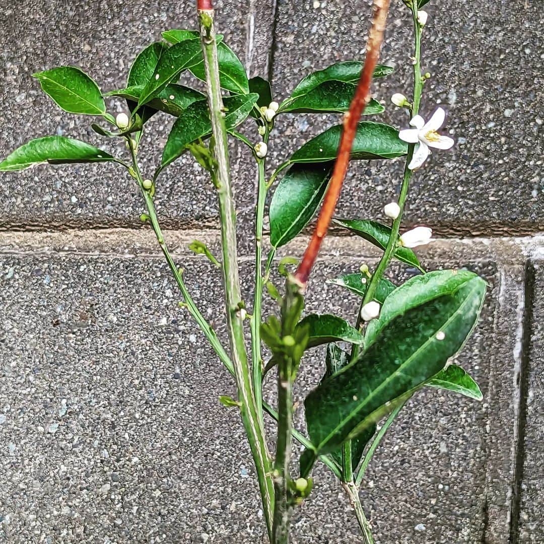 島田佳奈さんのインスタグラム写真 - (島田佳奈Instagram)「（枯れかけてるように見えた）柚子の木に花が咲いたよ！ 調べてみたら、柚子の花が咲くのは5月とのこと。のんびりさんなのかな……？」8月20日 20時21分 - shimadakana