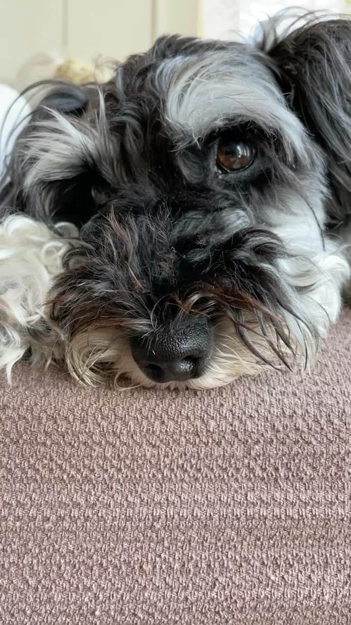 永井葉月のインスタグラム：「. .  Because I'm So Cute🐶🤍  . . #dog #doglover #miniatureschnauzer  #schnauzer #ミニチュアシュナウザー  #シュナウザー #犬のいる暮らし #シュナウザー部」