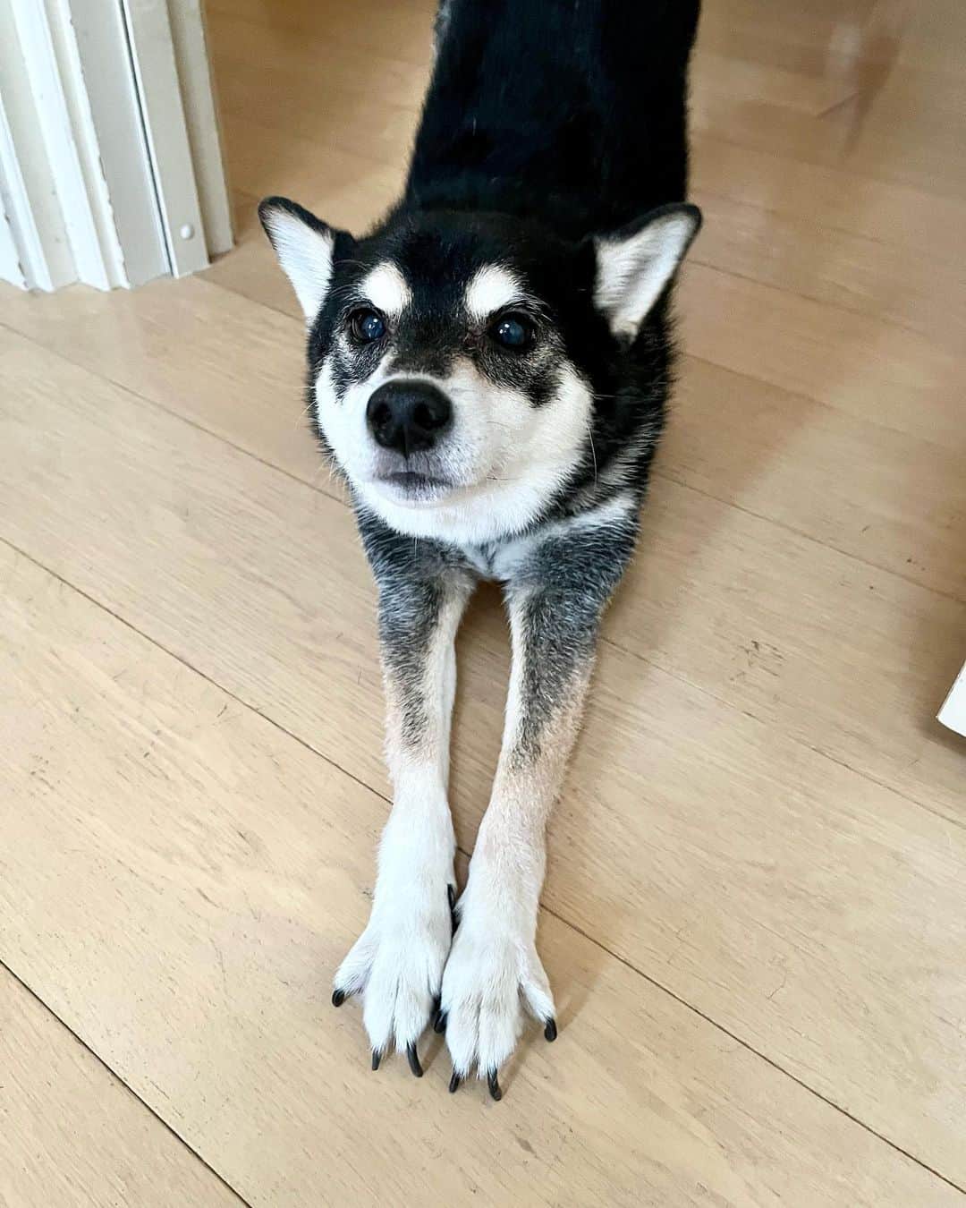 高見恭子さんのインスタグラム写真 - (高見恭子Instagram)「あなたの笑顔のためにここにいるわたし  #dog#doglover  #dogphoto #dogstagram  #shiba#kuroshiba #kuroshibainu  #猫と犬のいる暮らし  #simplelife  #smile」8月20日 20時29分 - takami_kyoko
