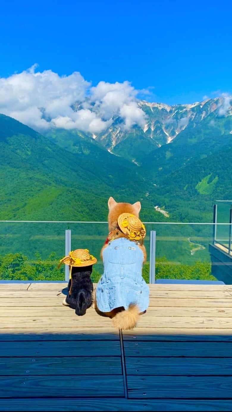 柴犬 けんしろう ゆりあのインスタグラム：「🐶⛰  残暑お見舞い申し上げます🌿 白馬の涼しい風が恋しいよぉ..  毎日Tシャツ数枚の着替え必須で仕事してたら あっという間に富山帰省から2週間経ってました💦  富山は38°Cという強烈な暑さだったので、ゆりあとエアコンの効いた実家の和室で3食昼寝おやつ&メイちゃんのもふもふ付き🐱を堪能してきました。いや、今回は昼寝どころか.. 朝ごはん食べて朝寝→昼ごはん食べて昼寝→おやつ食べてまた昼寝→夕ごはん食べて本気寝(笑)母が連日作ってくれたおいしい魚料理に幸せを感じつつ、父には豆から挽いたコーヒーを淹れてもらったり、姉に白馬安曇野へ連れて行ってもらったり、親友に素敵なcafeに連れて行ってもらったり(その間ゆりあは父にささみを茹でてもらって食べてた😋)、4日間甘えまくったなんともありがたい夏休みとなりました🌻富山の家族と親友に心から感謝です🙏8月に里帰りするのは、2011年以来。その時は、まだゆりあもめいちゃんもいなくて、ガクおじさんとけんちゃんのにぴきと、今回と同じようにエアコンの風を浴びながらよく寝て過ごした思い出がblogに残ってました。なつかしいなぁ🐶🎐🐶  次の富山帰省は11月頃かなぁ🍁  #白馬マウンテンハーバー  #白馬岩岳 #白馬」
