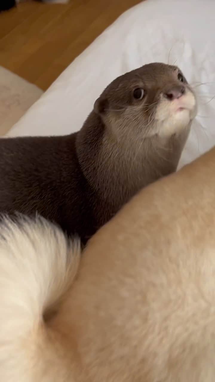 カワウソきなこのインスタグラム：「遊びたくなくて困ってるきなこ😂  公式LINEアカウント https://lin.ee/aA38cSI  YouTube https://www.youtube.com/channel/UC0qP3e6Ys9EycNiHQ4yU3GQ  #多頭飼い #カワウソ #かわうそ #コツメカワウソ #カワウソきなこ #かわいい #癒し #エキゾチックアニマル #ペット #otter #pet #cute #exoticanimal #수달 #выдра #youtube #instagram」