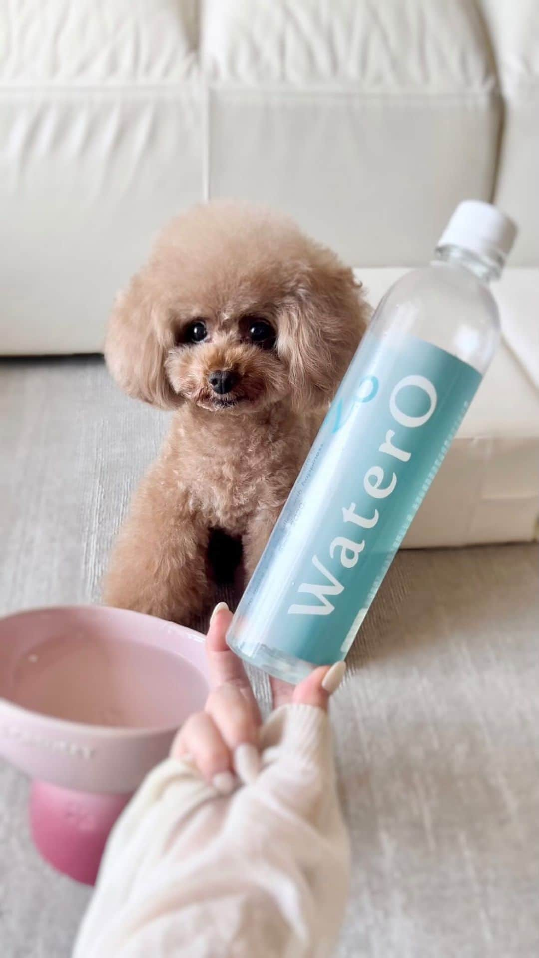 ショコラ❤︎あずき❤︎パンナのインスタグラム：「お水を注ごうとしたら、、、😂  愛犬達の身体のことだけを考えて作られた 特許取得の最高級のお水、「Watero」が、 8月から超お得に購入できるようになったそうです☺️  お試し購入もあるみたい！✨✨  @watero_official   #watero #トイプードル #プードル #犬のいる暮らし #toypoodle #poodle #dog #instadog #cutedog #あずしょこぱん #パンナ #dogstagram #PR」