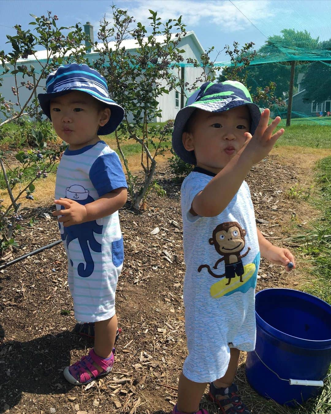 生島早織さんのインスタグラム写真 - (生島早織Instagram)「ブルーベリー狩り🫐  年に一度は行くブルーベリー狩り🫐  何でも自分で収穫したものは美味しい❣️  双子達7歳になり、籠を首から下げて自分で収穫して食べる🫐 案内のおじさんともちゃんとご挨拶出来て山道も歩く🚶  何でも出来ちゃう❣️  6年前は〜  ブルーベリー🫐の美味しさを知ってしまい木になっている実にそのままかぶりついていた次男🤣  頂戴❣️頂戴❣️って、収穫が間に合わなかった長男😃  こんなに成長したのね〜🥹  当たり前の事が全て当たり前に出来てしまって🥹  アメリカ🇺🇸でのブルーベリー🫐収穫と、日本でのブルーベリー収穫🫐 勿論アメリカの方がリーズナブルでした💰  何処にいても🌎我が家らしい夏を😃  来年はどんな事が出来るようになっているのかなぁ😍  #双子育児 #双子ママ #今と6年前 #ブルーベリー狩り #夏の思い出 #子どもの成長 #海外育児 #双子兄弟 #双子それぞれ」8月20日 21時39分 - saori.ikushima