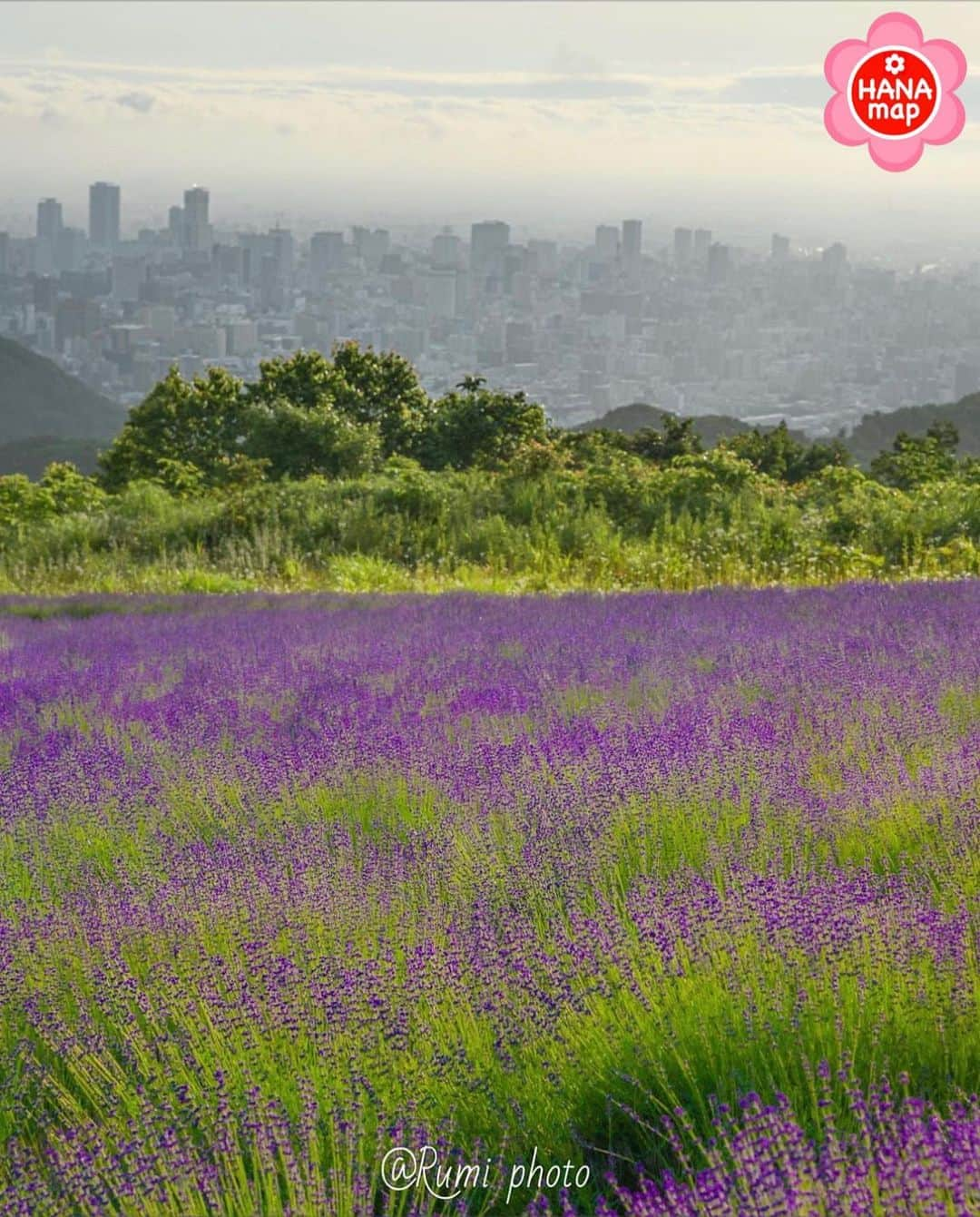 はなまっぷ❁日本の花風景さんのインスタグラム写真 - (はなまっぷ❁日本の花風景Instagram)「🌸はなまっぷ🌸 *  @r.u.m.i211 さんの 花のある風景に花まるを💮 * 霧がかる札幌の街並みを背景に幻想的なラベンダー畑をありがとうございます。 * #北海道　#幌見峠 Horomi Pass, Hokkaido * ラベンダーの花言葉 あなたを待っています * #はなまっぷ #日本の美しい花風景#花のある風景#花#花言葉 #ラベンダー#hokkaido#幌見峠ラベンダー園#紫#lavender#ラベンダー畑#札幌#sapporo * いつも素敵なお花をありがとうございます😊 ※見頃が過ぎている花、終わっている花もご紹介させていただいています。 * 🌸••••••お知らせ••••••🌸 * 花風景検索サイト　はなまっぷ https://hanamap.com 🔍「はなまっぷ」または @hanamap プロフィール欄から ぜひご覧ください * 📖🌸📖🌸📖🌸📖🌸📖 四季の花々を訪ねていきたい にっぽんの花地図 好評発売中📘 📖🌸📖🌸📖🌸📖🌸📖」8月20日 22時05分 - hanamap