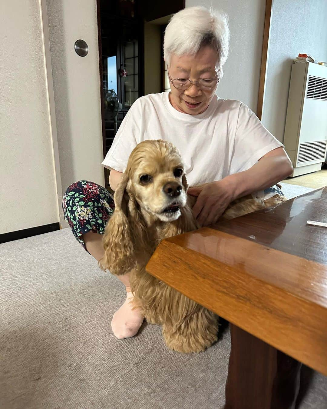 ライオネス飛鳥さんのインスタグラム写真 - (ライオネス飛鳥Instagram)「今日はベビハニと横浜へ‼️ 山下町にあるWANCOTTさんへ行ってきました❣️ ここは国内最大級の室内ドッグラン！ なぜ横浜まで？というのは… ハニーが皮膚疾患により狂犬病の注射が打てなくて病院で診断書出してもらっているのですが、都内はなかなか診断書だけではドッグランに入れないところが多くて… しかもこの暑さ！ 室内でどこかないかな〜と探していたところ証明書でも認めてくれるWANCOTTさんに辿り着きました。 初めての場所、初めてのお友達に少し戸惑ってたベビハニだけど嬉しかったみたい‼️ 良かった！ 久しぶりにベビハニ孝行できました〜❣️  アンジュちゃん、ノアちゃん、カイトくんにも会えた‼️ ありがとうございました‼️  横浜までしょっちゅうは行けないと思うけど、また行こうね！  帰りに実家に寄ったら叔母に会えてベビハニ大喜び‼️ ベイビーは必ずマッサージしてもらうんだもんね〜 ハニーも喜びの舞‼️  #ライオネス飛鳥 #ベイビー #ハニー #横浜WANCOTT #また行こうね」8月20日 22時25分 - lionessaska