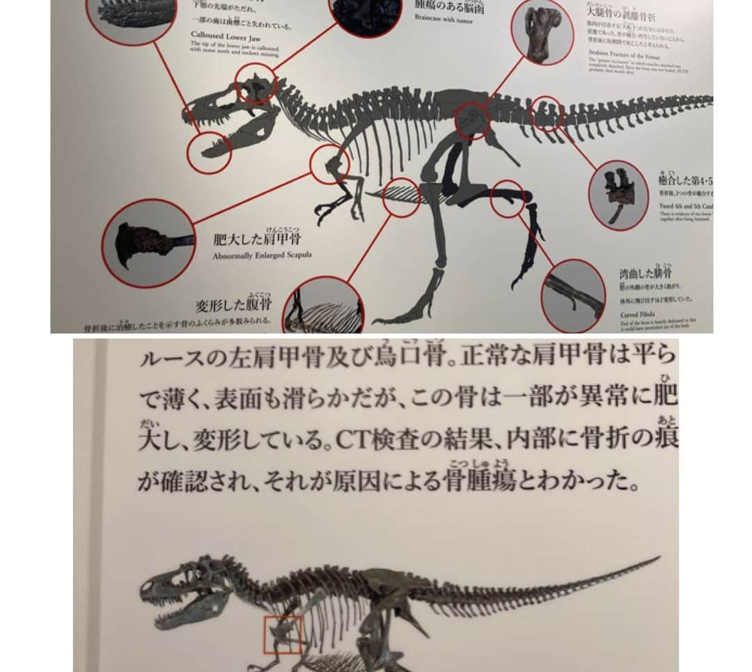 東ちづるさんのインスタグラム写真 - (東ちづるInstagram)「DinoScience 恐竜科学博 2023  東京・六本木「東京ミッドタウン」 最新科学に基づいて恐竜の生きていた世界を体感できる展示。 恐竜ファンは勿論、東京で遊ぶ・働く人たちも楽しめるサイエンス・エンタテインメント！  ヤナギマンさんのお誘いで、ヤナギマンさんファンのGet in touch 理事のアサヤンと。 恐竜と遊んだあとは、Getが制作する映画の音楽の打ち合わせ！  大人っておもしろい！！おもしろ過ぎる！  ＃恐竜 #getintouch」8月20日 22時27分 - azuma.chizuru