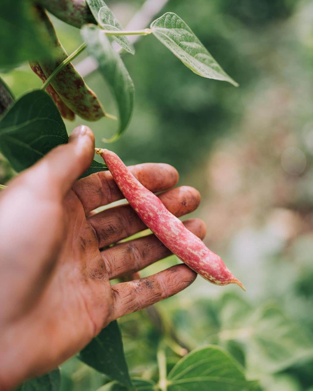 トーマス・レーラーさんのインスタグラム写真 - (トーマス・レーラーInstagram)「Giving it all to create a good life to put me into the position creating positive impact for many good lives out there 🌎 🌱 #impactathlete #sustainability #nutrition #gardening #athlete #athletelife #home」8月20日 22時39分 - thomasroehler