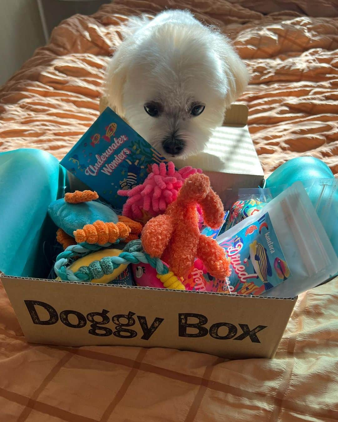 山田菜々さんのインスタグラム写真 - (山田菜々Instagram)「今月もDoggyboxがきた〜📦🧸 @doggybox_jp   新しいおもちゃにおやつ🍬  小さい消臭スプレーも入ってたので ゆきこまバッグに忍ばせた🙈👜  おやつ泥棒こまちの必死な顔🦕♡ (４枚目をご覧ください😇)  今月はカラフルで可愛かった〜☺️🌈  #doggybox #ドキボ #PR」8月20日 22時40分 - tannana.yamada