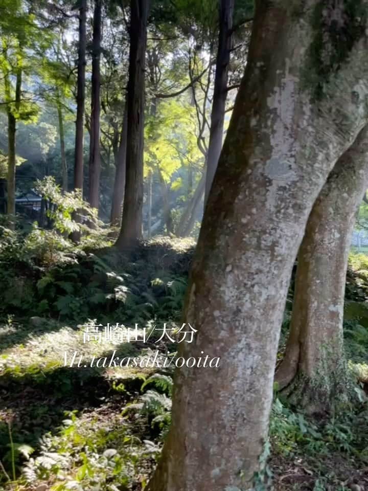 兼田恵のインスタグラム：「高崎山は緑も綺麗だし、想像以上にお猿さんたくさんいるので何度行っても飽きないのだよ  #高崎山 #高崎山自然動物園 #高崎山の猿 #お猿さん #大分県 #大分高崎山」
