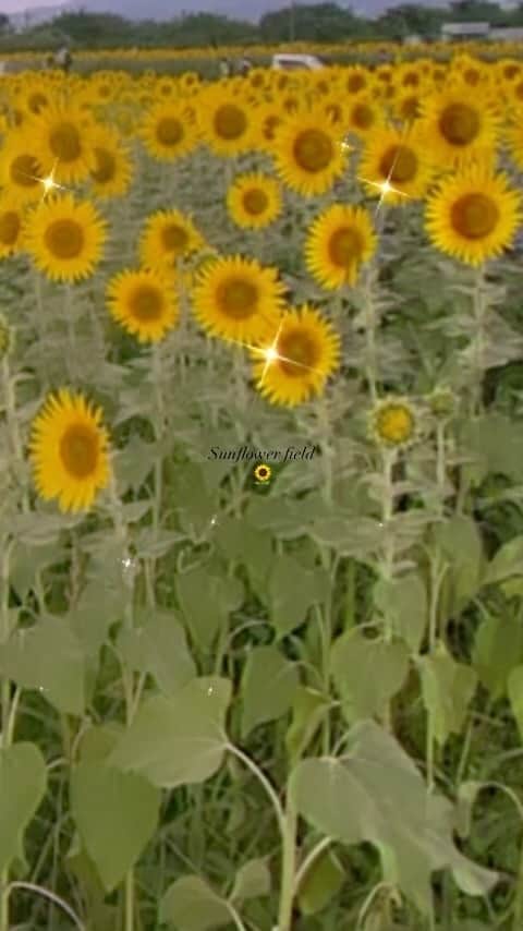 のインスタグラム：「#sunflowerfield  ________________ 今日から頑張る。 グッバイ夏休み。  ________________ #sunflower #summer #summervibes #y2k」