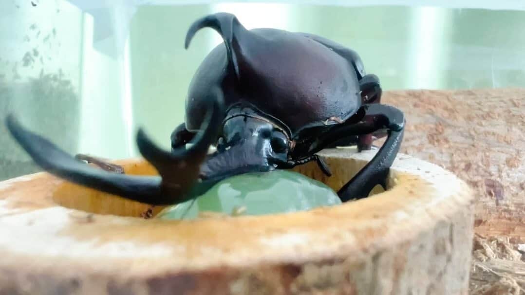 北広アキのインスタグラム：「おはようございます☺️  カブトムシは元気に過ごしてます(笑) オスは朝からゼリーをムシャムシャ。  オスは昼間も動いたり休んだり見える所にいるけど メスは、夜中に土から出てきてガサゴソ音を立てて 動き回って、たまに飛ぼうとして(笑) ゼリーを食べて朝方にはまた土に潜っています🧐  今日からやっと子供が学校へ🏫  ほっと一息コーヒータイム☕️😌  北海道はお盆が過ぎると寒くなるはずなのに 今年の夏はまだ暑いね💦  今週もまだ夏が続きそうです。 熱中症には気をつけて、適度な塩分と水分を補給して参りましょ😉  また新しい１週間の始まり〜✨  #カブトムシ日記 #カブトムシの食事 #カブトムシ飼育」