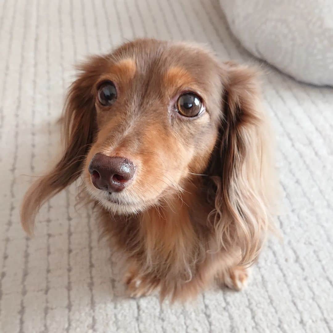くるみんのインスタグラム：「* こむぎ家、今日から通常モードになりました。　  お盆休みスタートの11日、ひまりちゃんは幼稚園の体験入園をしてきました。 社会化ができておらず散歩中の人や犬に吠える、家ではあずきちゃんへの飛びつきや甘噛みをする。 あずきちゃんは恐らくストレスを感じていて、肉球のカミカミが増え、失禁するようになった(これは年齢によるものかもですが)  あずきちゃんが安心して過ごせる日を作ってあげたい、幼稚園ではトレーナーさんがトレーニングしてくれる。 どちらにも効果があるかもと、ひまりちゃんを幼稚園に入園させることに決めました。 まずは週2回程度を1ヶ月、頑張ろう!  #カニンヘンダックスフント #カニンヘンダックス多頭飼い #カニンヘンダックスの日常 #カニンヘンダックス #カニンヘン #カニンヘンダックスチョコタン #カニンヘンの会 #カニンヘンダックスフンド #チョコタンダックスフント #チョコタンダックスフンド #チョコタンダックス #チョコタン #ダックス多頭飼い #ダックスフントカニンヘン #ダックスフント #ダックスフンドチョコタン #ダックスフンドカニンヘン #ダックス部 #ダックス #ダックスフンド #ダックスの日常 #ダックス短足部 #いぬバカ部 #いぬすたぐらむ #短足部 #犬の幼稚園 #トレーニング #dachs #dachshund #dog」