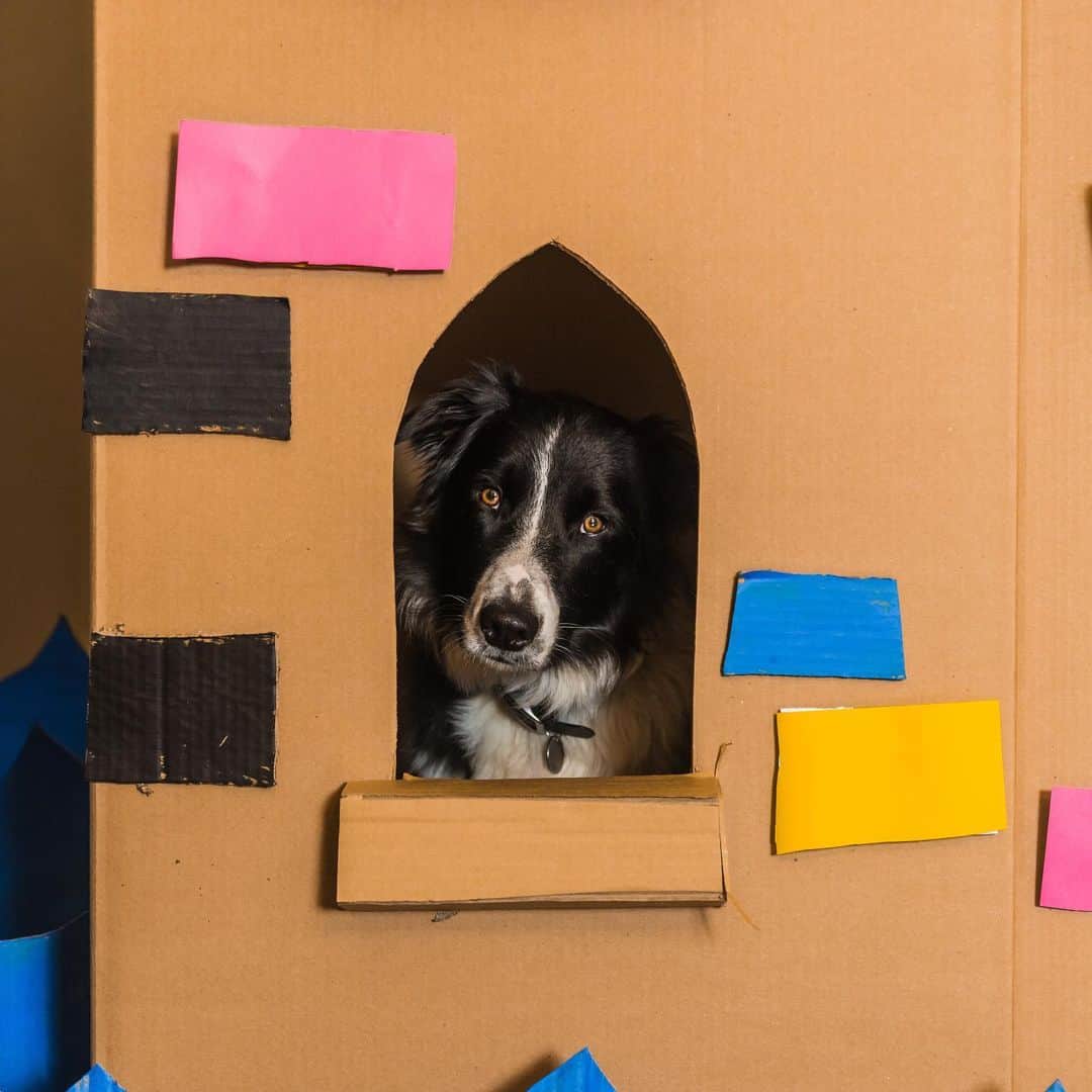 Andrew Knappさんのインスタグラム写真 - (Andrew KnappInstagram)「One of my best childhood memories is building a cardboard box fort. Did you get to build one? Making Let’s Find Yaya & Boo At Home! meant doing all the things the kid in me longed to do. If I wanted this book to be fun, I’d better have fun making it!  Swipe for process/tour/fun/observations about Yaya’s by Ophelia.  Pre-order at the link in profile!」8月21日 9時14分 - andrewknapp