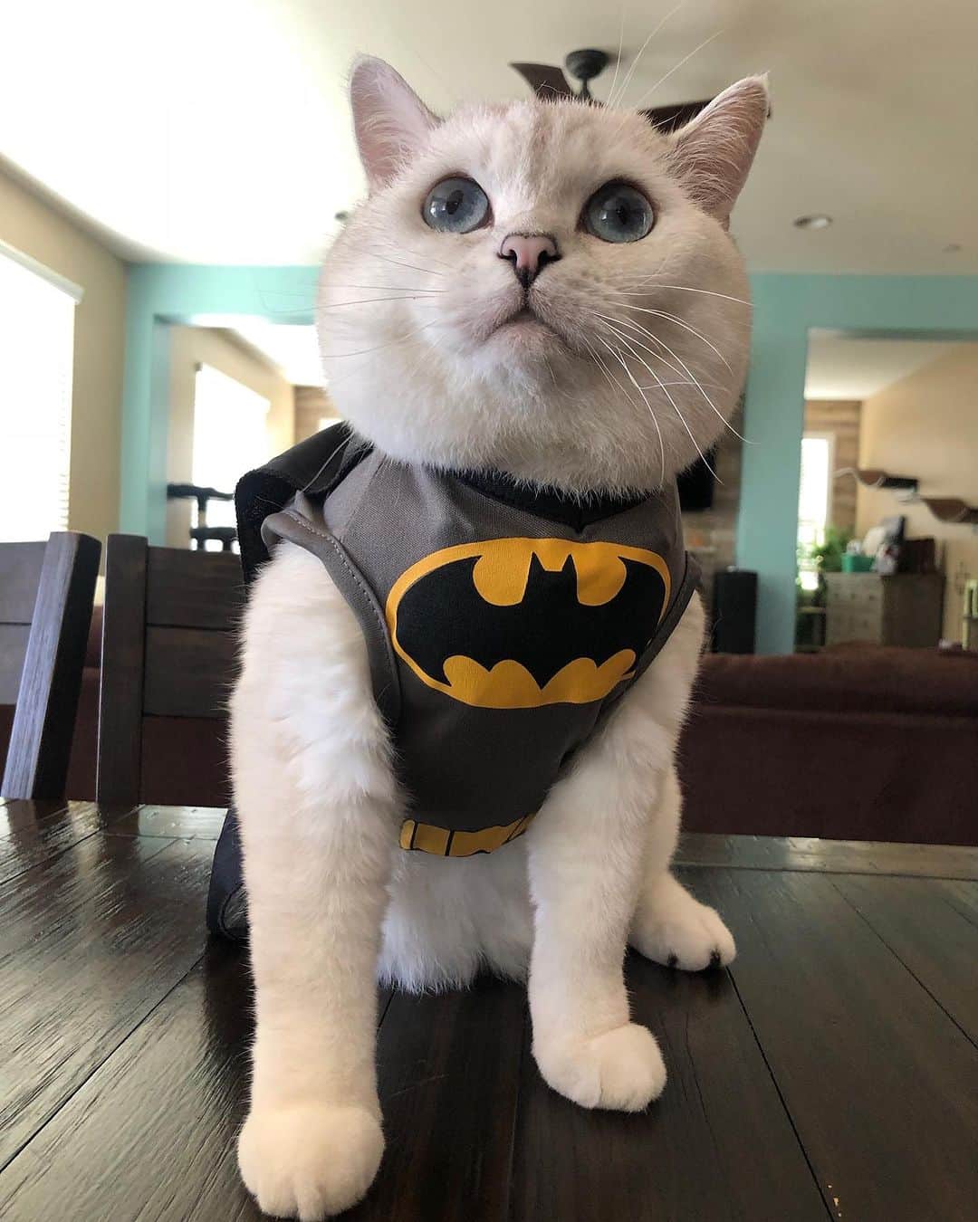 ミスター・ホワイトのインスタグラム：「Fighting crime and stealing hearts! 🦸‍♂️😺   #cats #cat #catsofinstagram #love #coffee #coffeecat #iloafyou」
