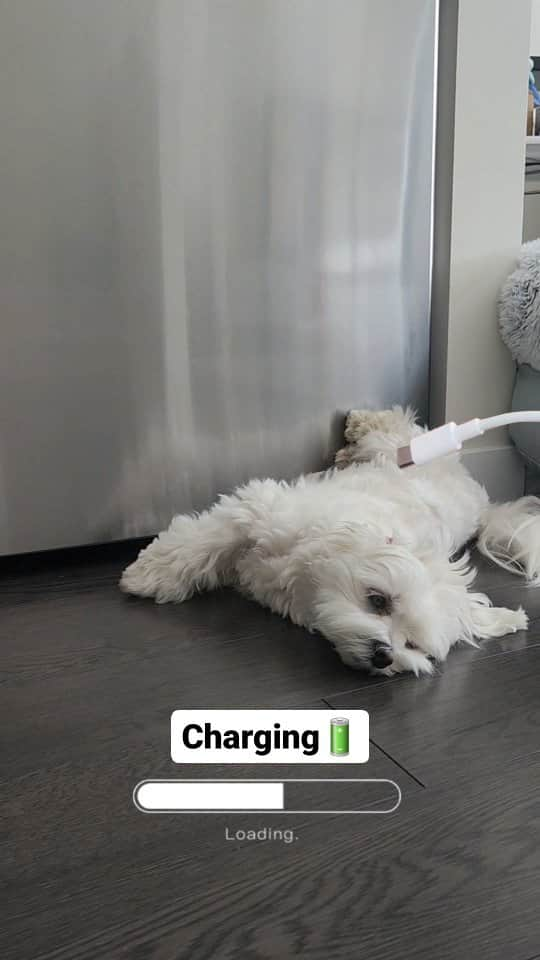 Toby LittleDudeのインスタグラム：「Charging🔋  #zoomies #fullycharged #theothemaltese #maltese #happydog #charger」