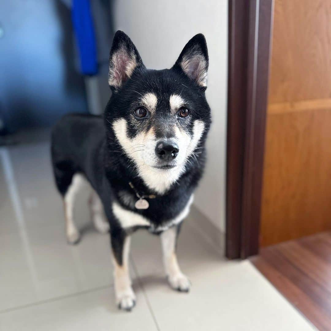 vo_coのインスタグラム：「🐾 最近、高確率で廊下によく転がってるこたちゃん 弟達の出現率が低いのと、石材の冷たさが気持ちいいんだよね ちなみに昨晩は冷房の効いた寝室でNウォームのベッドに入って眠ってました これだけ外気温と室内の温度が違ったら換毛もどうしていいか混乱しちゃうよね😅 ＊#shibastagram #instashiba #shiba #shibainu #黒柴 #柴犬」