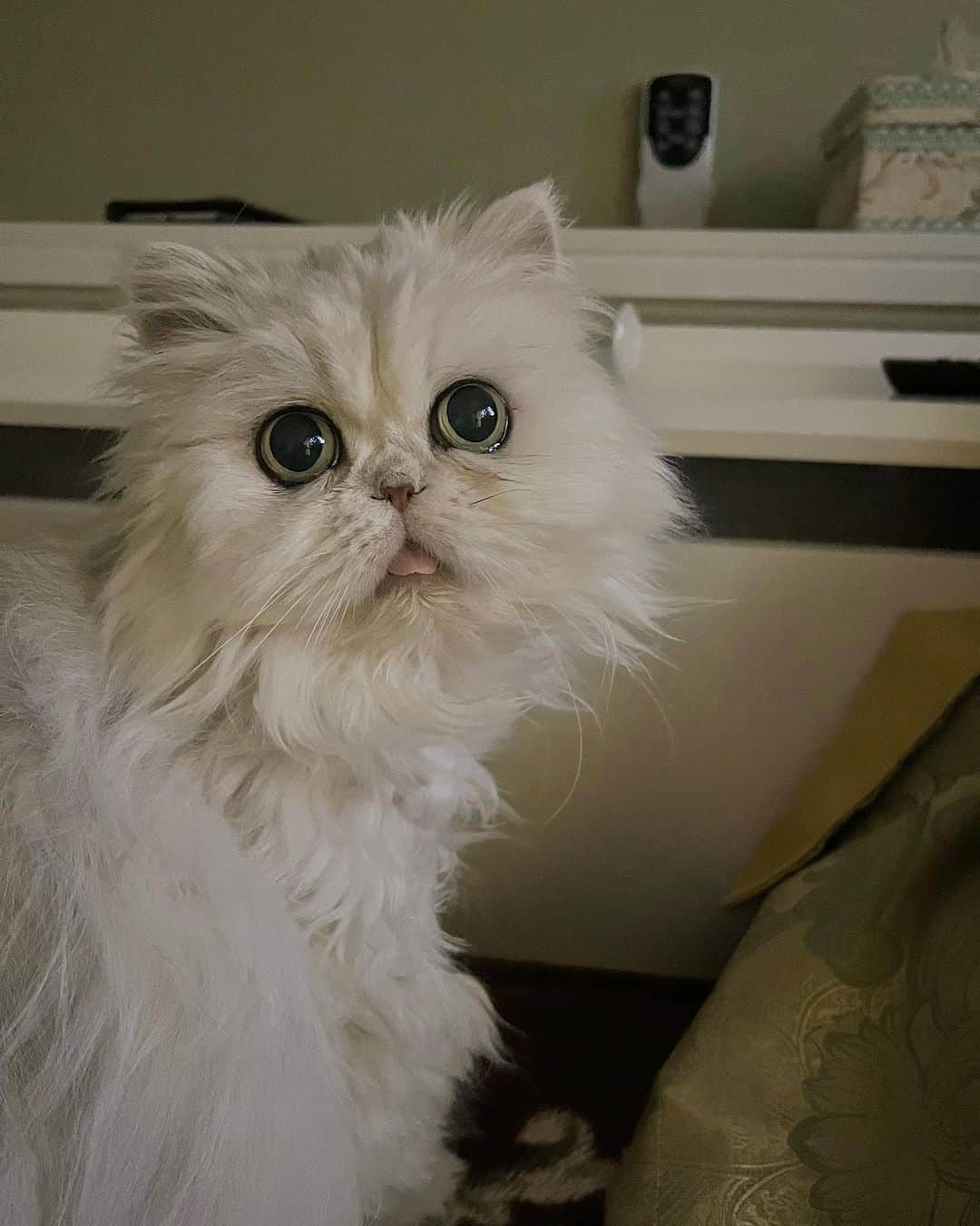 12 Chinchilla Persianのインスタグラム