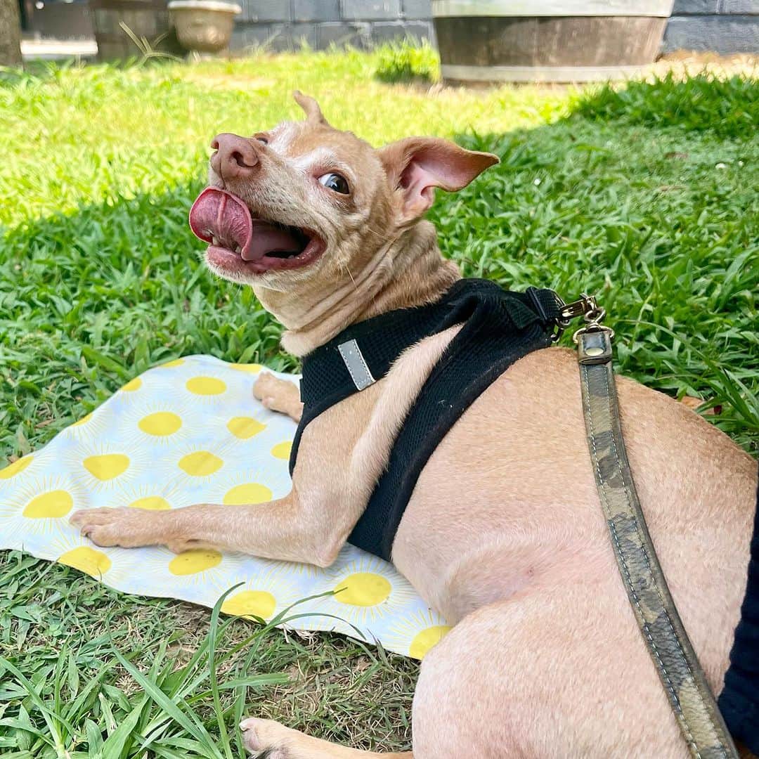 Tuna {breed:chiweenie} さんのインスタグラム写真 - (Tuna {breed:chiweenie} Instagram)「It was a million degrees outside in Atlanta today, so we decided to go on a family walk 🙄 Bad idea. After 10 minutes, we had to leave because Tuna was too hot. I walked through a market to exit, holding Tuna in my arms, and this incredible mother/daughter duo noticed Tuna was overheating, so they sprung into action to get him hydrated and cooled down by providing water, a cooling mat, and shade under their table. Their booth was dog-related so they were equipped to help him, but they went above and beyond! BLESS THEM! 😍 They didn’t help because it’s Tuna (I didn’t tell them his story)- they did it because of their love for dogs, and they are just lovely and kind-hearted folks. I did asked them their story- the mother is a breast cancer survivor and devoted to supporting her daughters’ passions, and her older daughter, Bee, changed careers to make a difference in the animal community, and her other daughter bakes the treats. I fell in love with this pair and wanted to share @beesbarkbar_1 with you in case you wanted to support them too. They offer delicious, homemade dog treats, developed a fun line of pet products, and they are a woman-run, #blackownedsmallbusiness. I love how God puts people in our lives who end up being unexpected gifts to us by their simple acts of kindness. So grateful for their help today. Ps: Tuna was ok! My description of the scene sounded a little over dramatic but I was concerned about him in the heat.」8月21日 5時42分 - tunameltsmyheart