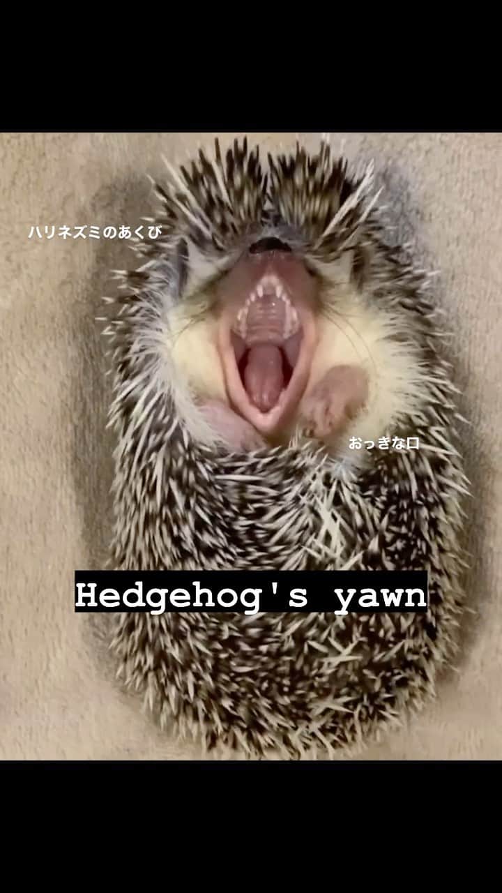 ラド&ティンクのインスタグラム：「Hedgehog's yawn  model ：　Liam  顎外れないかなってくらい大きなあくびするよね🥱  #はりねずみ #ハリネズミ #針鼠 #igersjp #pecotv #hedgehog #hedgie」
