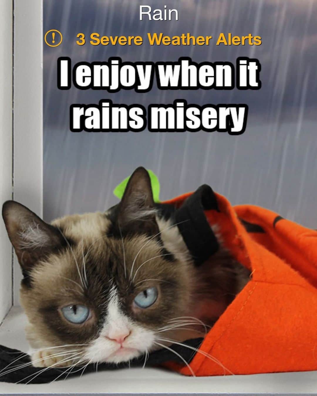 Grumpy Catのインスタグラム