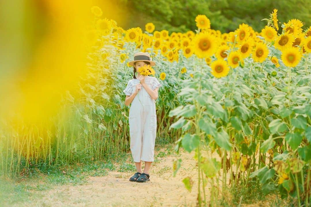 あすかのインスタグラム：「・ 暑さが和らいだ 夕方のひまわり畑。  ひまわりの造花で 顔半分隠す娘。 虫防御らしい🤭🌻 ・」