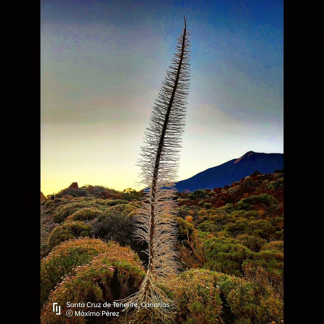 マキシム・ザボジンのインスタグラム：「Tajinaste seco. Al fondo, 3.718 mts de belleza: El Teide - Tenerife - Islas Canarias」