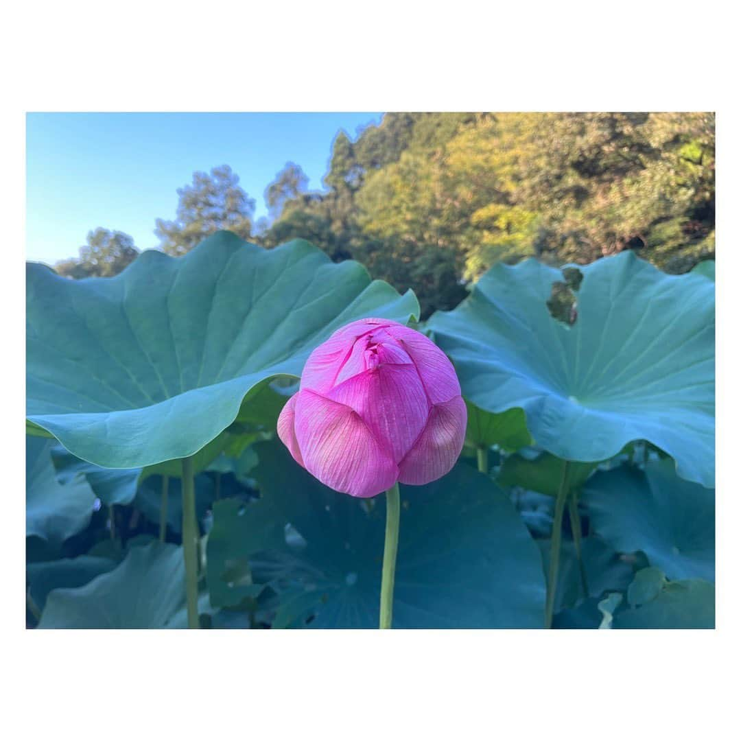 田辺あゆみのインスタグラム：「🪷 何日か前の〜です。 地元、薬師池公園の大賀ハスが見頃で、夕方ちらりと寄りました。 開いてる大賀ハスはもう数十年見れてません🙃 朝行かないと閉じてしまうからねえ。 でも蕾でもかわいい🥰🪷  ひさなとなおみが遠くまで足を延ばして来てくれ、お昼はみんなで簗田寺に。 心も身体もリセットされるような美しい精進料理ですっかり整ったところに、坐禅体験のお誘い。 あまり時間がなく短縮コースだったけど、次はゆっくりやってみたい🧘‍♀️」