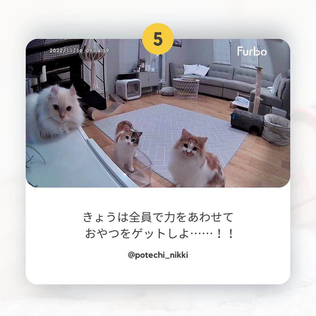 Furbo ドッグカメラさんのインスタグラム写真 - (Furbo ドッグカメラInstagram)「@furbo_japan 👈 他の投稿はこちらから  Furboの大人気サブスク機能 「Furboドッグシッター」に登録すると、  愛犬の動きとお留守番環境に関する さまざまな通知が受け取れるようになります！🤭✨  例えばこんな通知が受け取れますよ💡  ・ドッグアクティブ通知  ・ドッグセルフィー通知  ・ワンワン警戒通知  ・ランニング通知  ・緊急ホーム通知  ・ガラス割れ通知 　 ……まだまだたくさんの通知アリ🐕💫  公式サイトでは、 Furbo本体とサブスクプランの同時購入で 本体をどこよりもお安くゲットできる 「Furbo定額セットプラン」も提供中！😍  気になる方はプロフィールリンクの 「最安値保証〜」のボタンをタップして🐶🌟  ⇨ @furbo_japan  Special Thanks 💛 to momopoi(Twitter) @inu_beer @wamuuhm @harami_0226 @potechi_nikki  #Furbo #ファーボ #ファーボは見た #ファーボでお留守番できるもん #ドッグカメラ #ペットカメラ #見守りカメラ #お留守番カメラ #多頭飼い #多頭飼いの幸せ #犬猫 #犬猫のいる暮らし #犬猫好き #ペットの健康 #ペットケア」8月21日 19時13分 - furbo_japan
