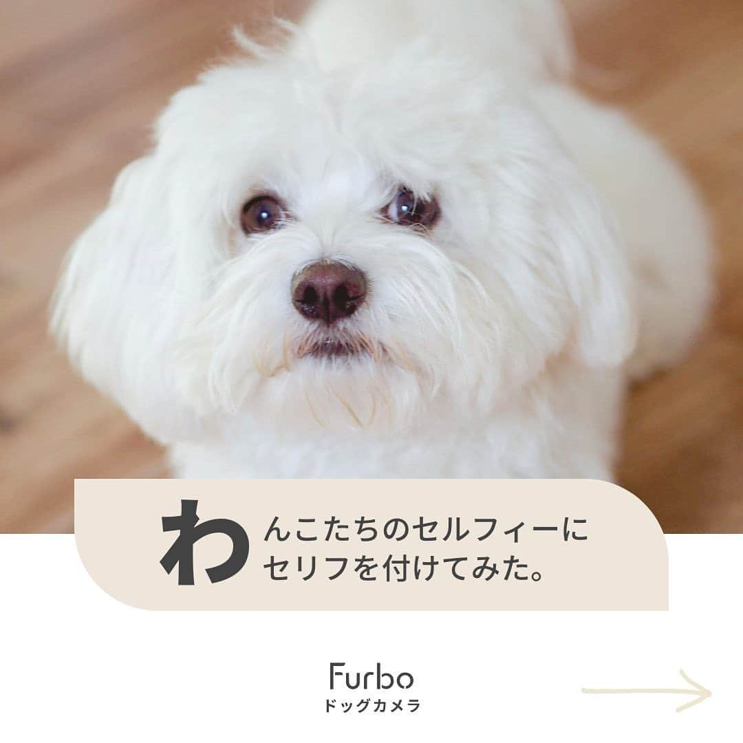 Furbo ドッグカメラのインスタグラム