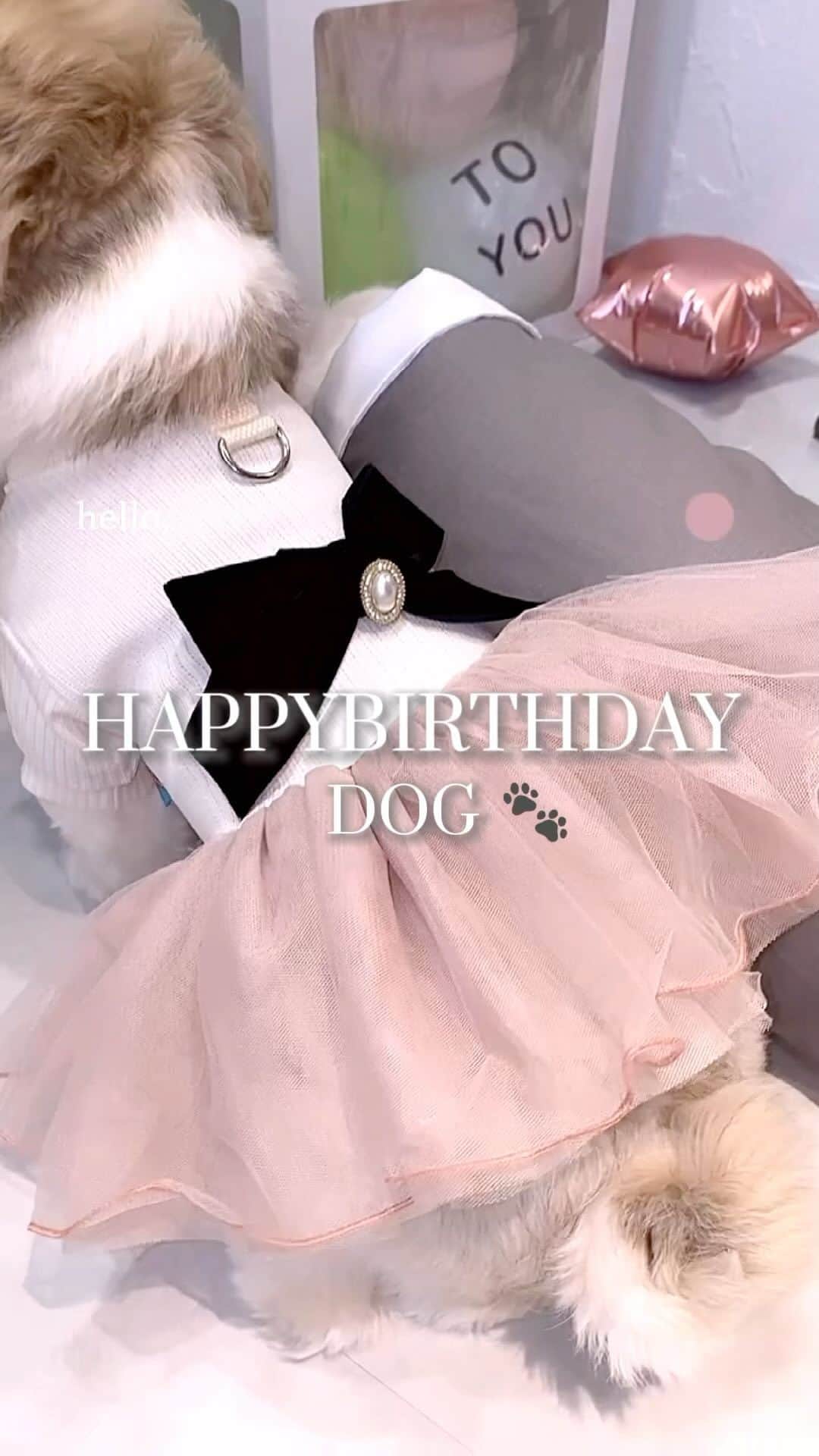 倉田乃彩のインスタグラム：「・ ・ 🧸HAPPYBIRTHDAY🧸 ・ ・ 2匹とも8月生まれなので1歳と3歳を一緒にお祝い🍰♡ のんびりボーイとおてんばわがままガールなのです🐾 ・ ・ #犬のいる暮らし #誕生日飾り付け #しーずー#shein #shein購入品」