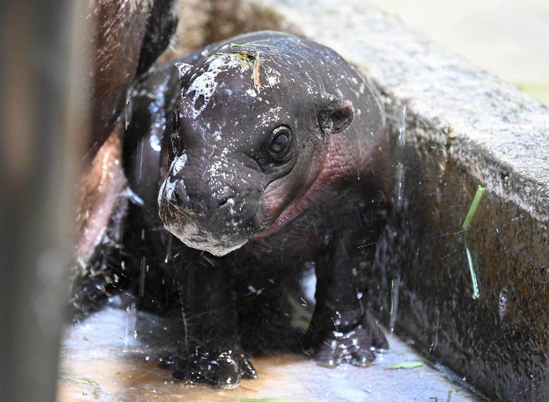 赤ちゃんの排便を助けるものは何でしょうか？