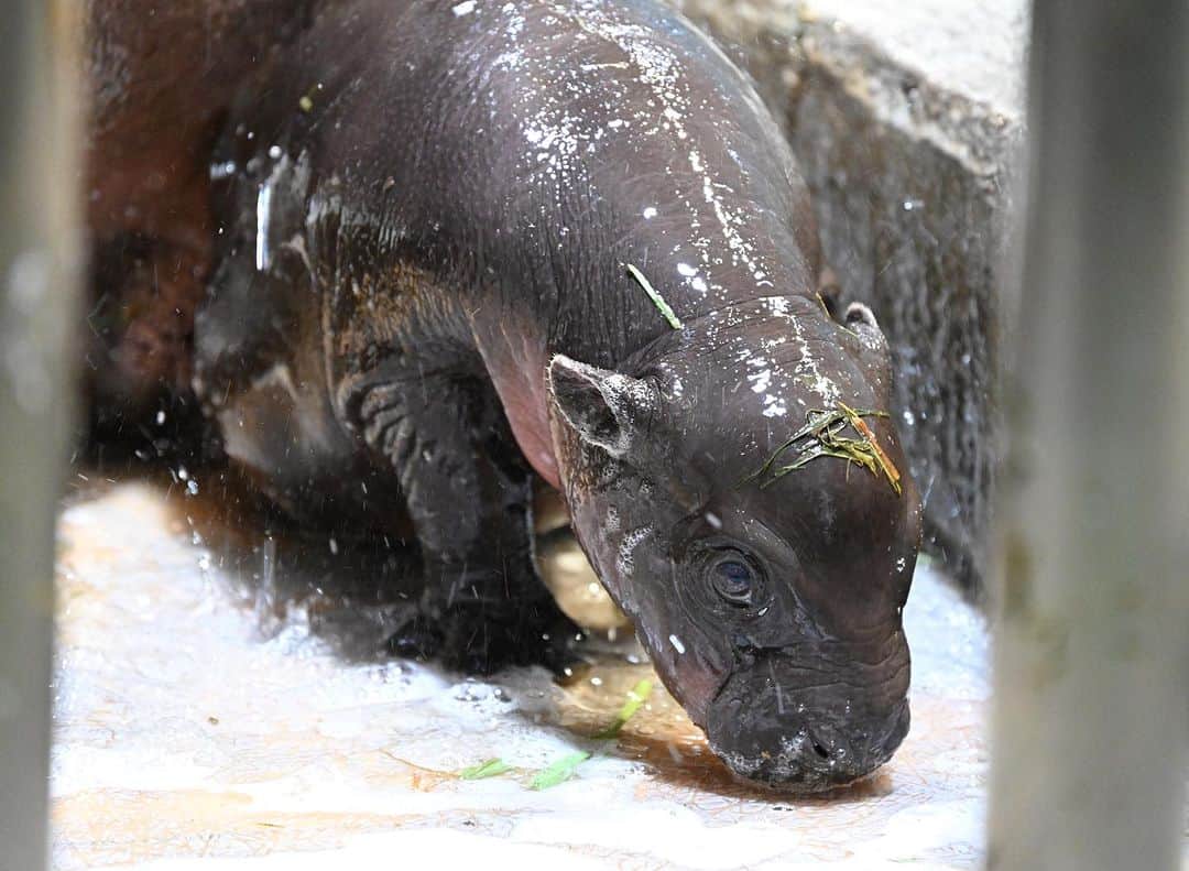 赤ちゃんの排便を助けるものは何でしょうか？