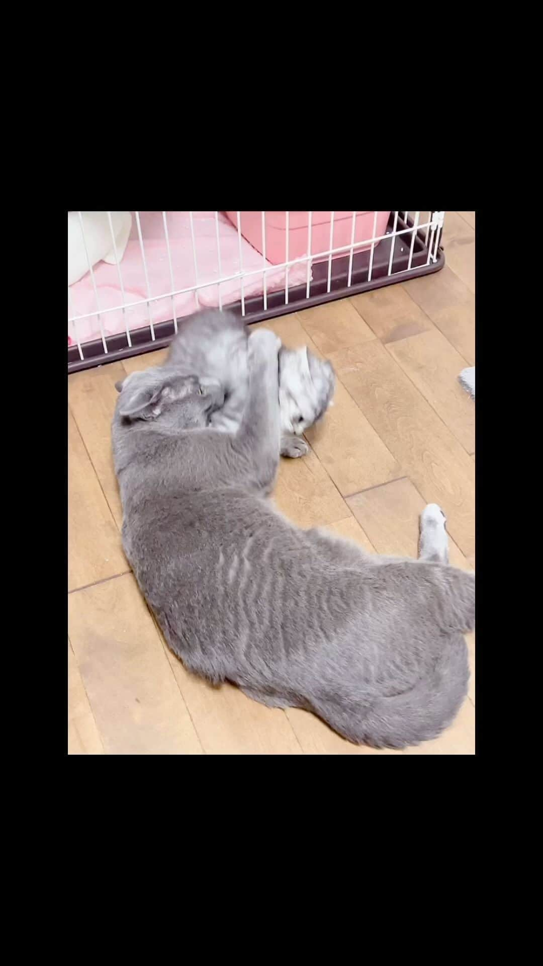 こじめのインスタグラム：「全然描けてないので猫動画でも…  保護猫ムニちゃんとこっちゃん ちなみにポポはまだ顔すら見ようとしません…  #保護猫  #猫のいる生活  #猫のいる暮らし  #猫部  #猫動画」