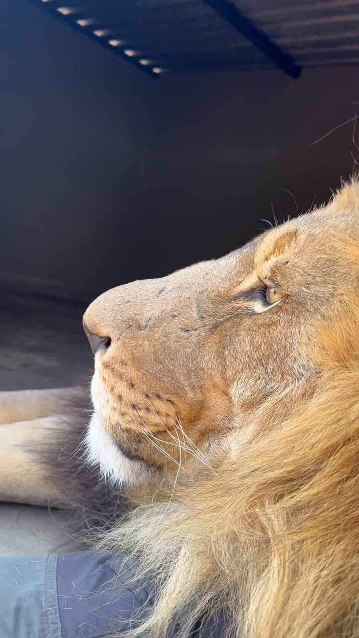 Kevin Richardson LionWhisperer のインスタグラム：「Chillaxing with Bobcat and Gabby on a Monday afternoon. Nothing better than a lap as a pillow to rest his weary head. Weather getting warmer. Midday snoozes are the order of the day. Oh why do I relate to lions so much! #siesta #middaysnooze #bringonsummer #lazylions #nogabby #bobcatthelion」