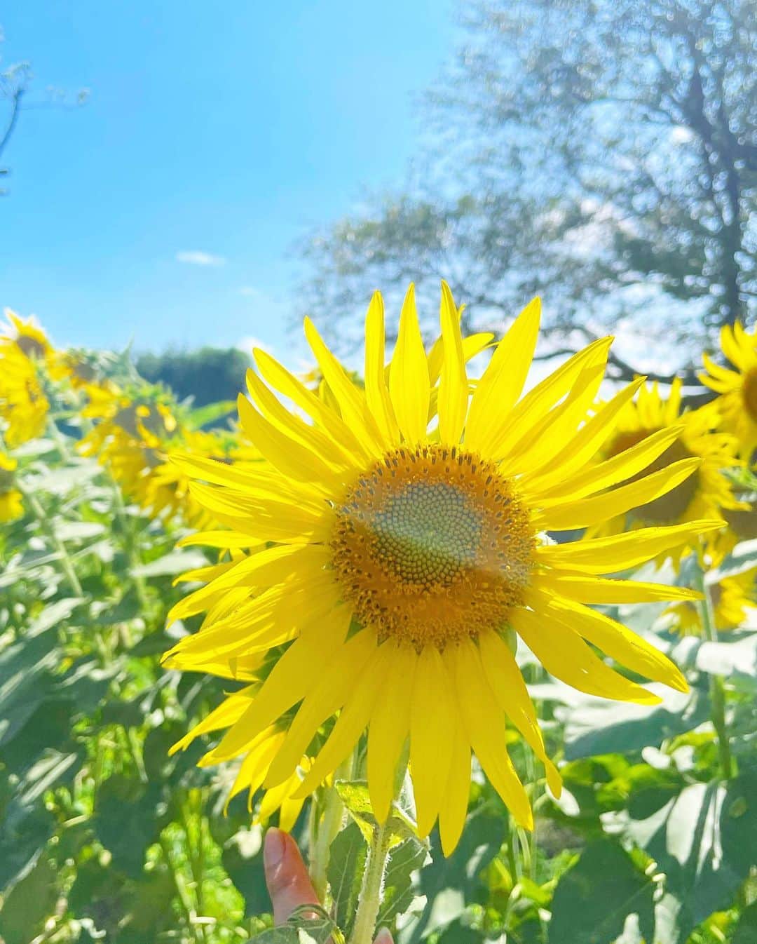 加藤夕夏のインスタグラム：「🌻🩵🍀🫶🏻❤️‍🔥  #ひまわり畑 #夏 #今年は行けた #🌻 #新しい場所」