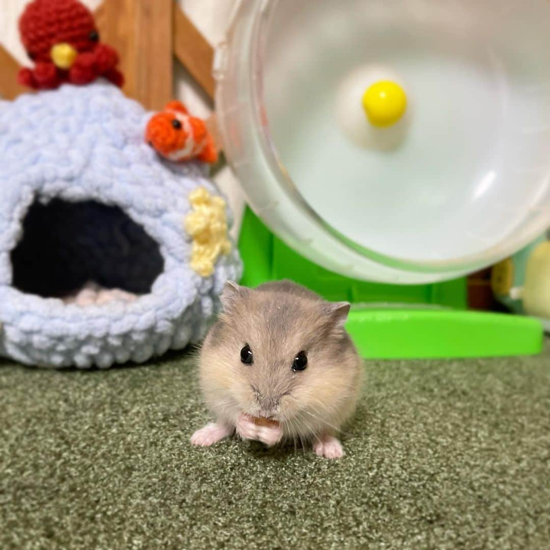 hamster_mocoのインスタグラム