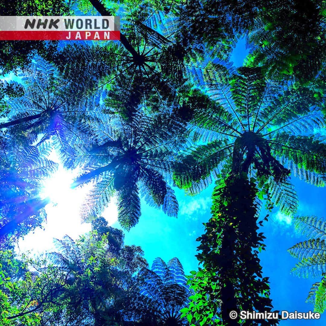 NHK「WORLD-JAPAN」のインスタグラム