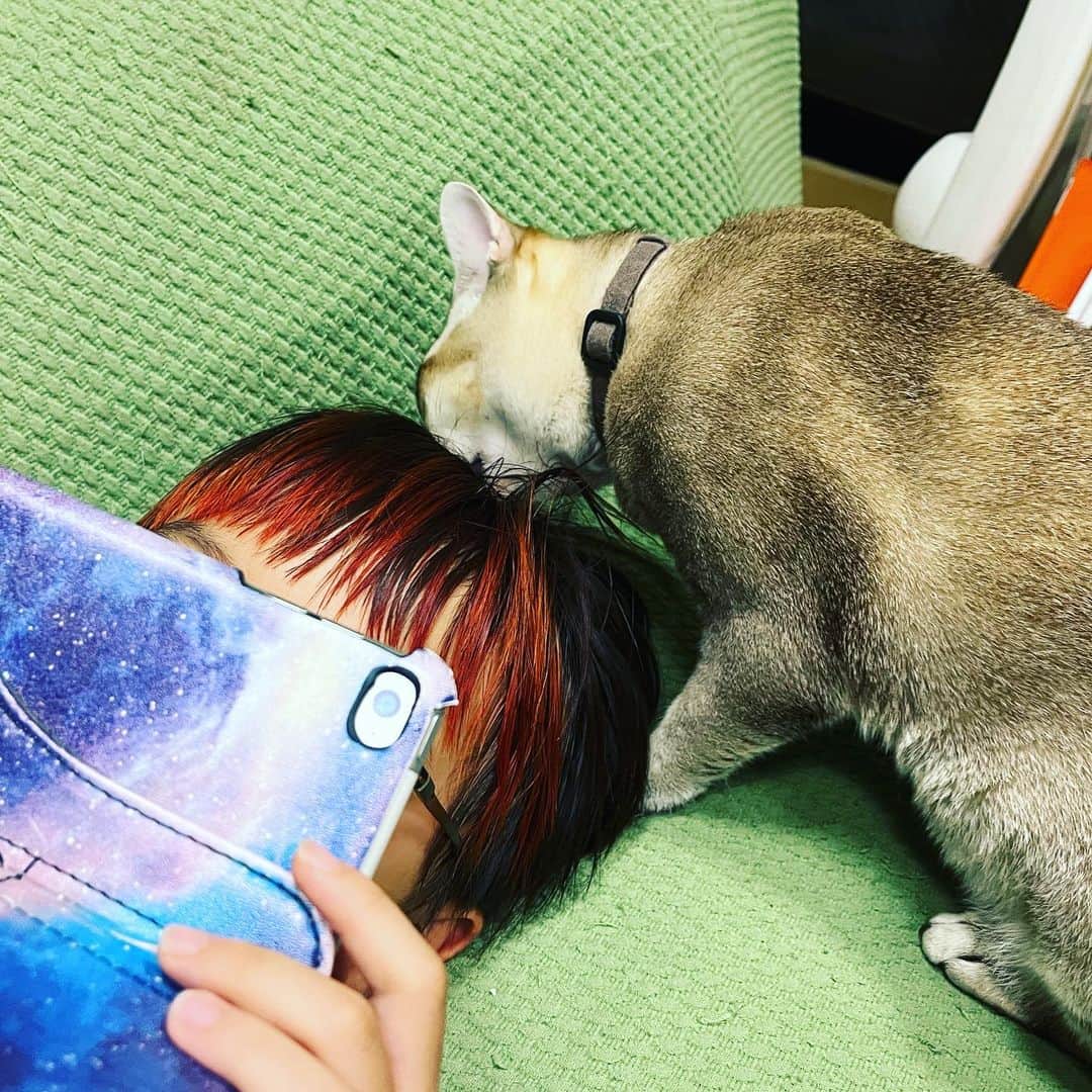 のインスタグラム：「チェル太が息子の頭をぺろぺろよく舐めてる。汗でしょっぱいのかな…😅　#おチェルにゃん」
