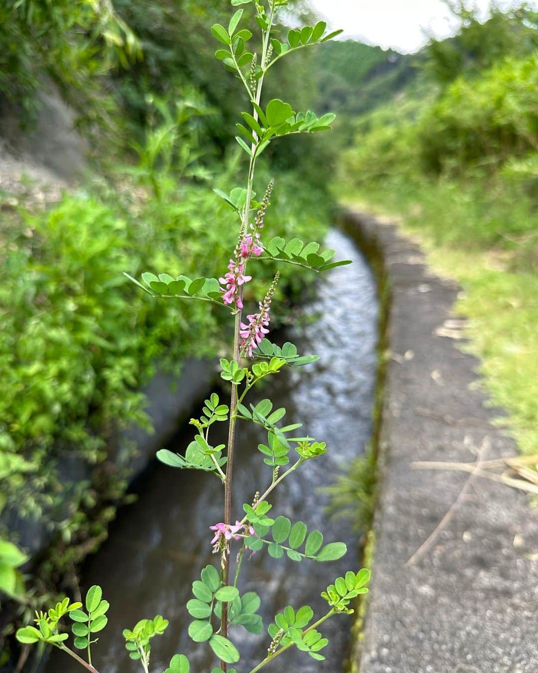 小谷あゆみさんのインスタグラム写真 - (小谷あゆみInstagram)「高千穂峡ー神々が息づく神話の里！ パワースポットだらけの溢れる高千穂郷の世界農業遺産！ 山間地の農林業複合システム 500キロに及ぶ山腹用水路ー 田んぼの水の重要性を実感！ いずれ高千穂牛になるかもしれない繁殖牛はのびのび放牧！ 山を拓いて棚田と林業と畜産が共存！ リスク分散だからこそ強い複合経営 そして、なんとも映える美しい風景〜 スモールイズビューティフルそしてレジリエント！ 心あがる世界農業遺産の旅」8月21日 11時49分 - vegeanaayu