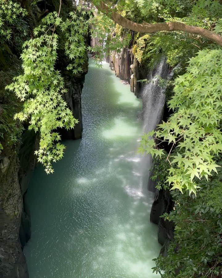 小谷あゆみのインスタグラム：「高千穂峡ー神々が息づく神話の里！ パワースポットだらけの溢れる高千穂郷の世界農業遺産！ 山間地の農林業複合システム 500キロに及ぶ山腹用水路ー 田んぼの水の重要性を実感！ いずれ高千穂牛になるかもしれない繁殖牛はのびのび放牧！ 山を拓いて棚田と林業と畜産が共存！ リスク分散だからこそ強い複合経営 そして、なんとも映える美しい風景〜 スモールイズビューティフルそしてレジリエント！ 心あがる世界農業遺産の旅」
