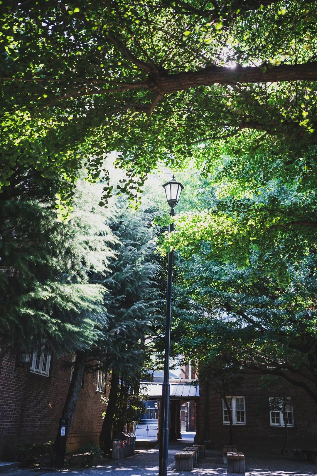 立教大学さんのインスタグラム写真 - (立教大学Instagram)「夏の強い日差しを浴びる池袋キャンパスの風景を切り取りました。 #立教大学 #立教 #立大 #rikkyo #rikkyouniversity #japanuniversity #大学 #大学生 #大学生活 #大学受験 #coregraphy #ファインダー越しの私の世界   ©立教大学写真部」8月21日 12時04分 - rikkyouniv